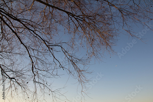 branches against the blue sky