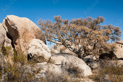 Elephant tree Bursera microphylla next to a rock in Baja California, Mexico photo