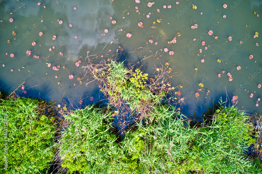 Italy, Mantua, river Mincio Natural Park, Lake Superiore vegetation Italy, Mantua, river Mincio Natural Park, Lake Superiore vegetation