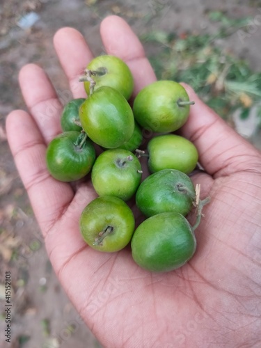 Indian jujube, Indian plum Chinese date, Chinese apple, and dunks is a tropical fruit tree species , selective focus