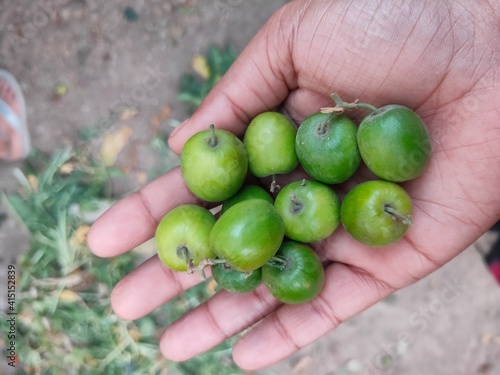 Ziziphus mauritiana, also known as Indian jujube, Indian plum Chinese date, Chinee apple, and dunks is a tropical fruit , selective focus