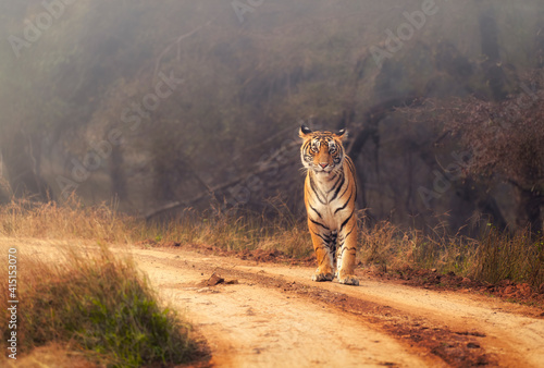 Royal Bengal Tiger at Ranthambore National Park, Rajasthan, India photo
