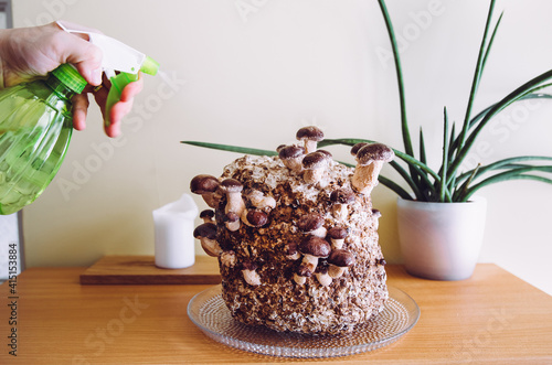 Growing mushrooms at home concept. Person spraying shiitake mushrooms, Lentinula edodes growing kit in home kitchen, fungi culture. Fun hobby growing food in home. photo