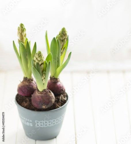Unopened hyacinths in a gray pot on a white wooden window sill. Home gardening. Front view. Copy space. Selective focus. Close-up.