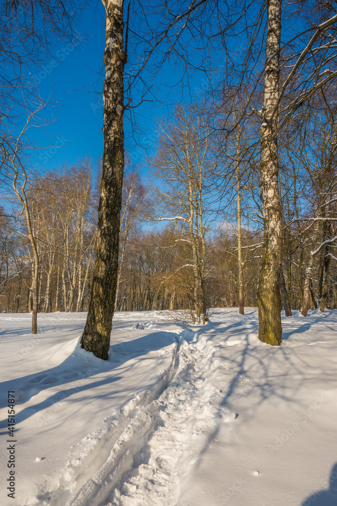 Sunny day in the frosty forest in the winter season. Landscape with forest and perfect sunlight with snow and clean sky. Beatuful contrast of snow shapes and shadows