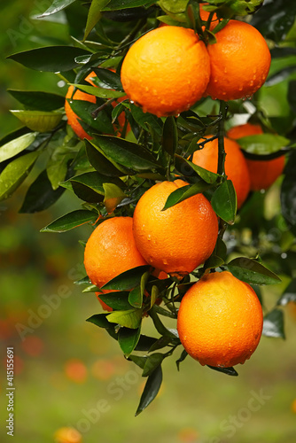 Ripe oranges on tree branches in an orange garden. Selective soft focus. 