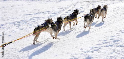 taxenbach, austria, 07 feb 2009, dog sled race photo