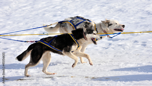 taxenbach, austria, 07 feb 2009, dog sled race photo