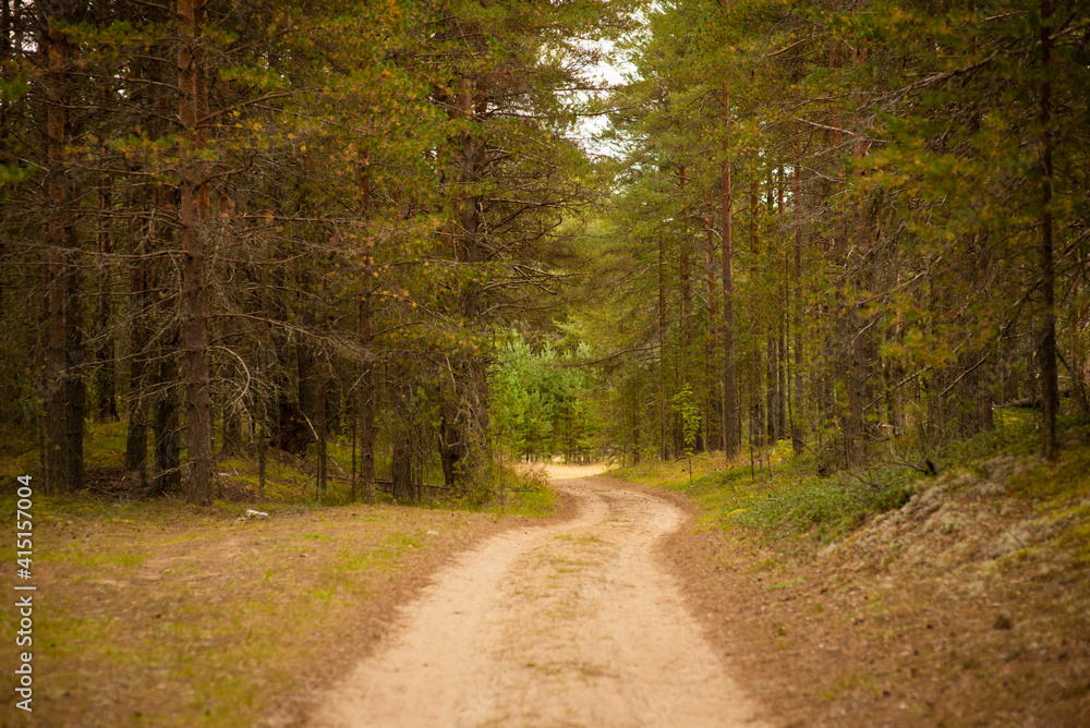 pine forest in summer, selective focus