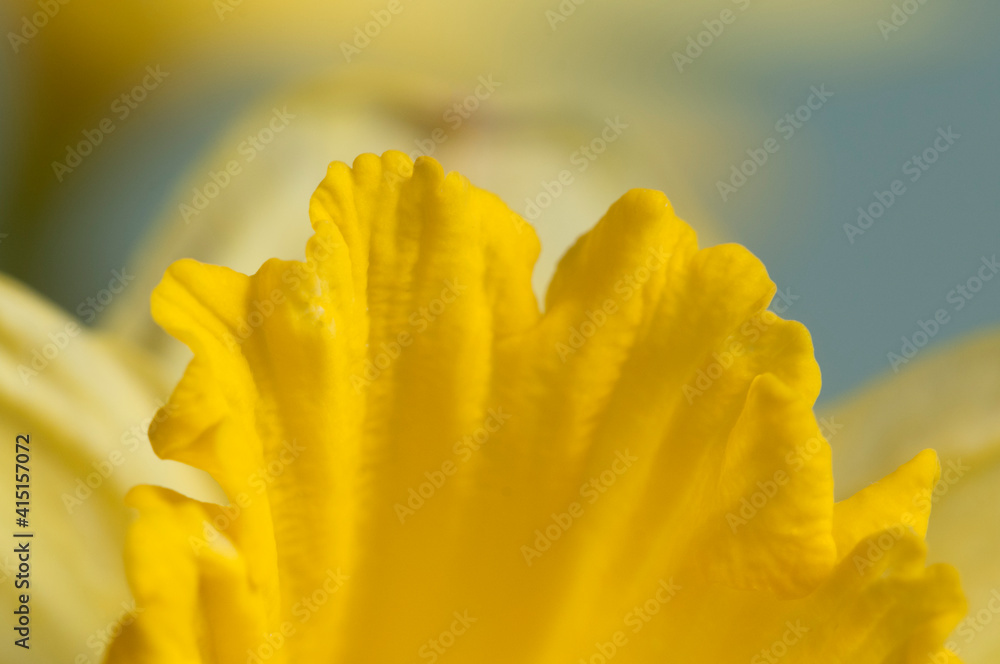 Fotografie Narcissus flower macro shot local
