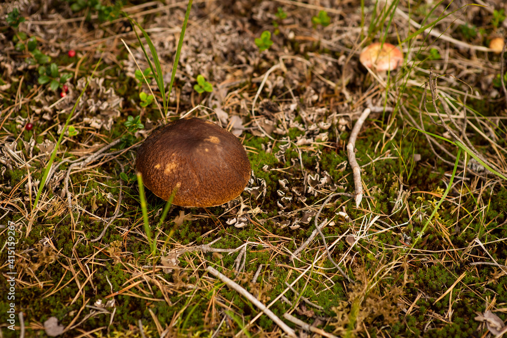 mushrooms in the forest, selective focus mushrooms in the forest, selective focus