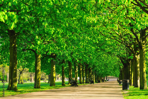 Line of trees in a London park in summertime