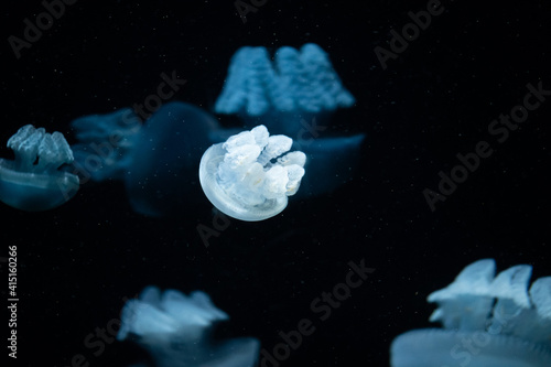Small blubber jelly floating among other jellyfish