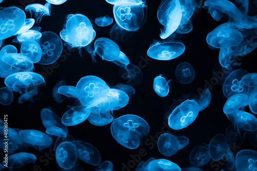 A large number of moon jellyfish floating