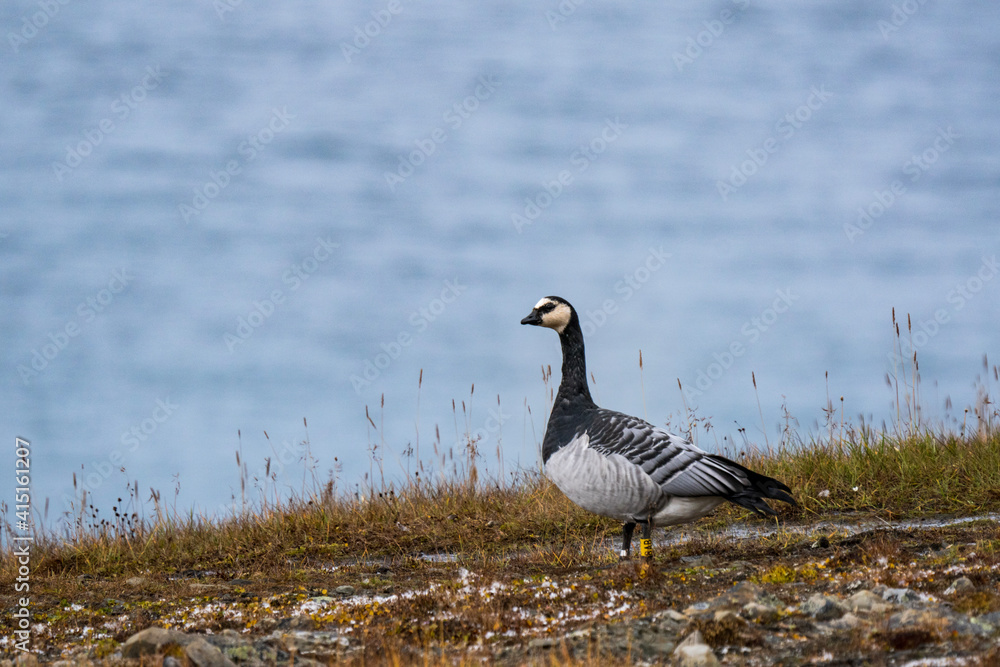 Ballack goose on the beach Svalbard Ballack goose on the beach Svalbard