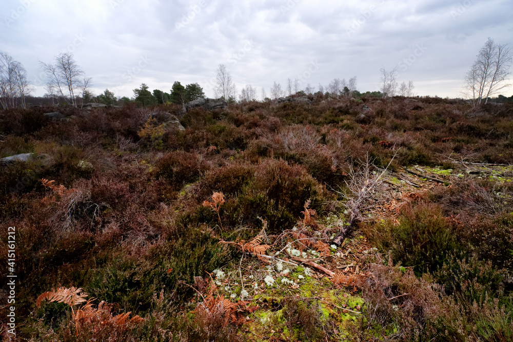 After the rain in Fontainebleau forest. Wild heathland, sphagnum and mosses in the Laris qui parle area After the rain in Fontainebleau forest. Wild heathland, sphagnum and mosses in the Laris qui parle area
