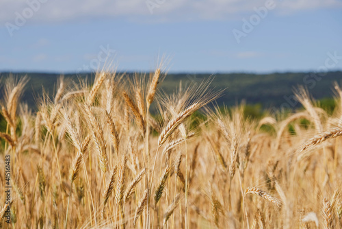 Rye field in a hot summer day  close up. Space for text. Natural summery background.