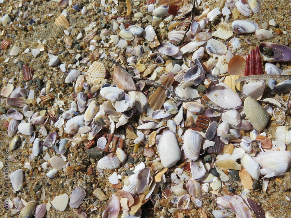 seashells in the sand on the Balboa Beach in Newport Beach in Orange County in California in the month of October, USA