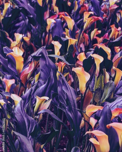 photo of artistic colorful calla lily in the garden