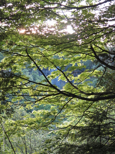 leaves of a tree close to Dundas Peak in Hamilton  Ontario  Canada  May