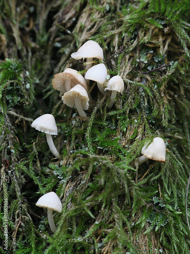 Obraz na plátně Phloeomana minutula, known as the rancid bonnet, wild mushroom from Finland