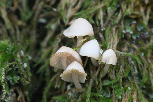 Foto Mycena olida, known as the rancid bonnet, wild mushroom from Finland