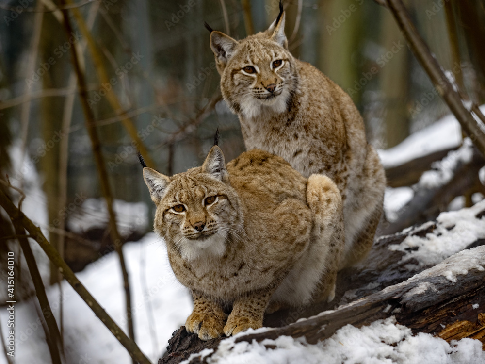 Obraz premium A pair of Scandinavian lynx, Lynx lynx lynx, sitting in the snow and watching the surroundings