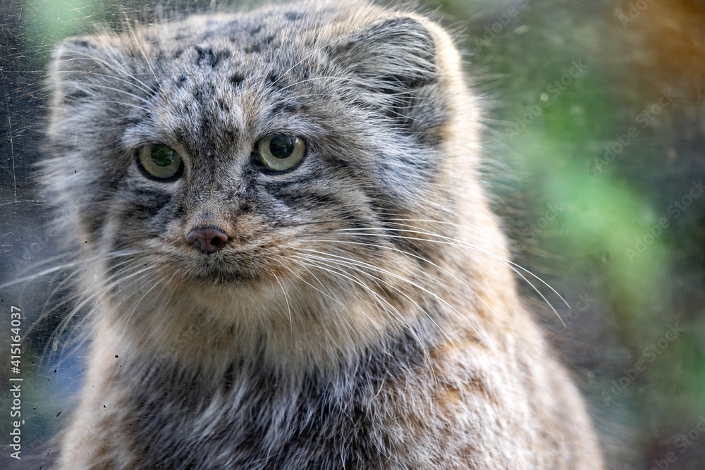 Fototapeta premium Portrait of Pallas´ cat, Otocolobus manul, in natural enclosure