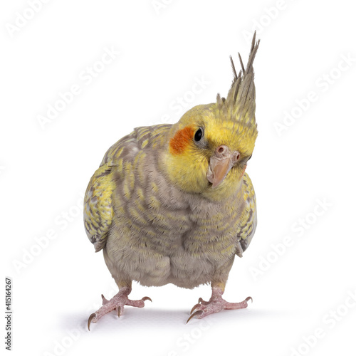 Female Cockatiel bird aka Nymphicus hollandicus, standing facing front on edge. Looking curious to camera with head tilt. Isolated on white background. photo