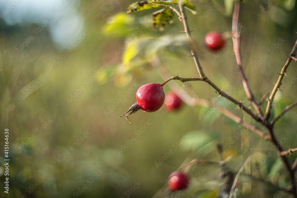 Rosehips on a branch, natural autumn seasonal background. Selective focus. Blurred background.