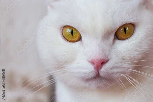 Portrait of a white fold Scottish purebred beautiful cat close-up. White cat with amber big eyes and pink nose looks at the camera