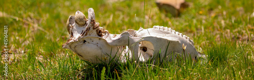 Skull wild animal close-up on nature. Death of animals, pestilence. Pades cattle in a meadow in the highlands. © Vera