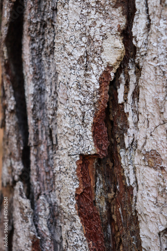 bark of a tree, Perfect texture