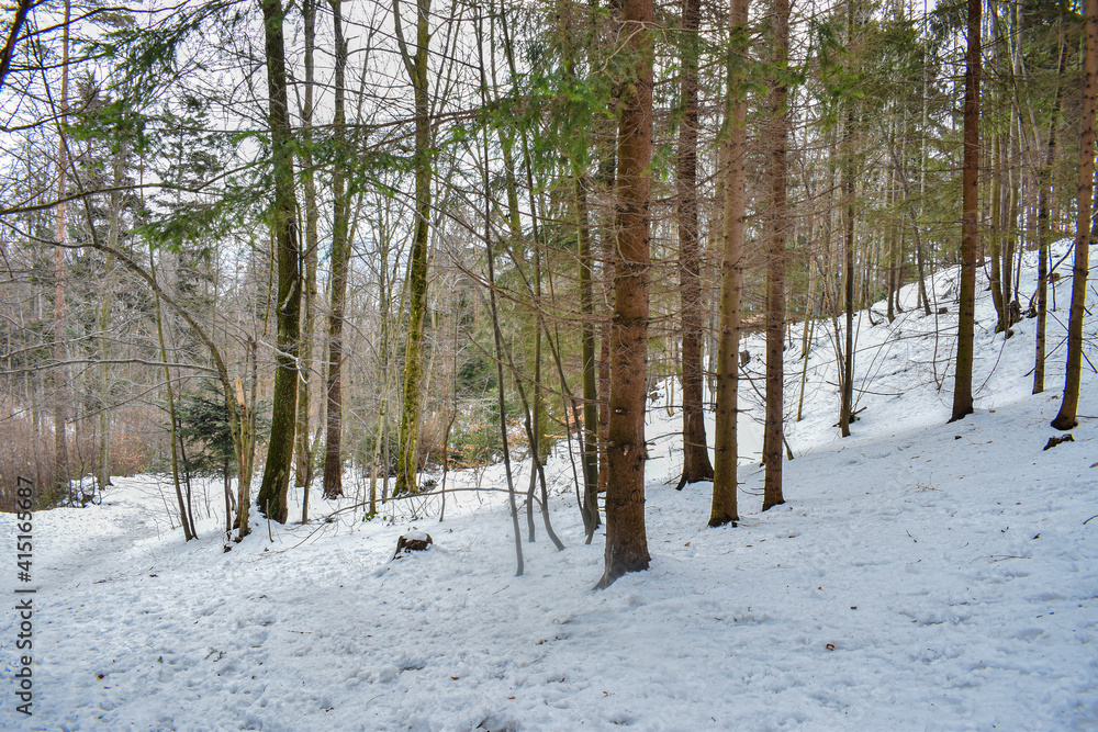Fototapeta premium Winter forest in mountains