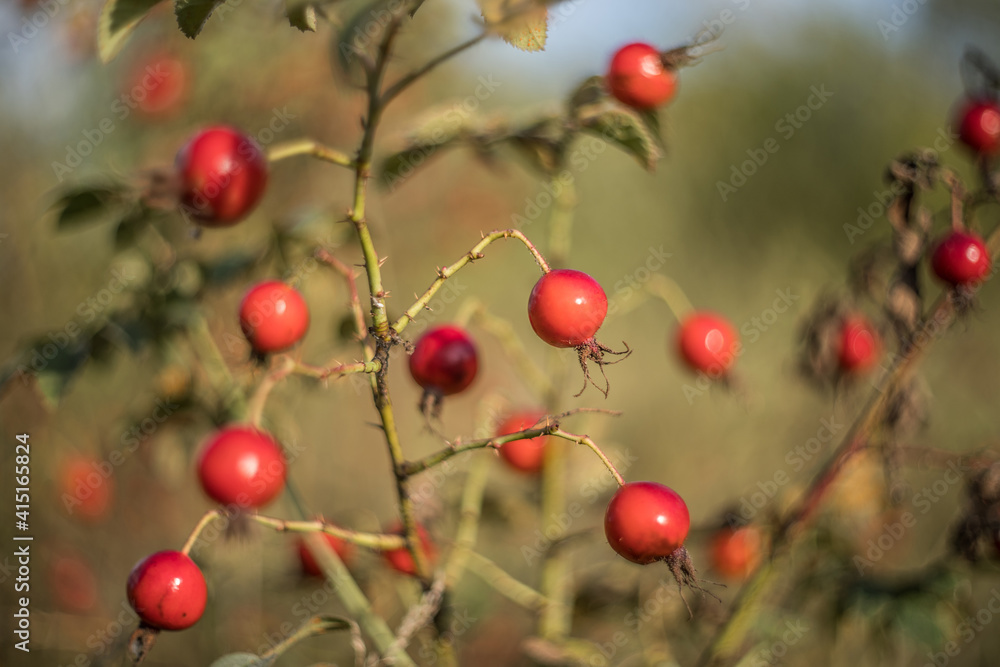 Rosehips on a branch, natural autumn seasonal background. Selective focus. Blurred background. Rosehips on a branch, natural autumn seasonal background. Selective focus. Blurred background.