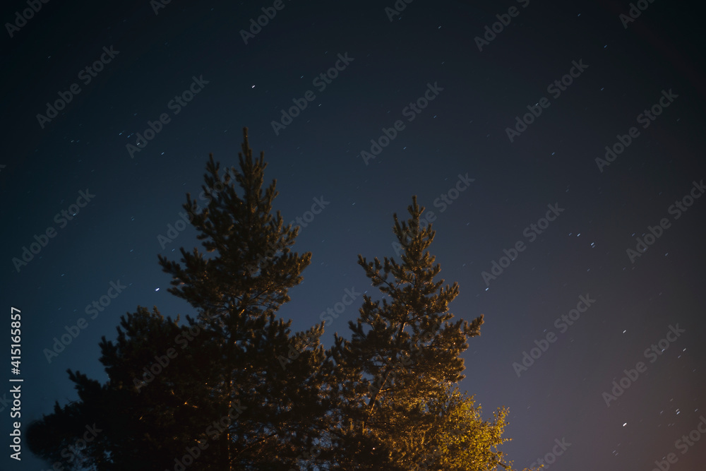 Fototapeta premium night sky with trees