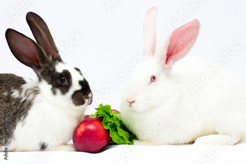 Two rabbit eat vegetable leaf apples on a white background