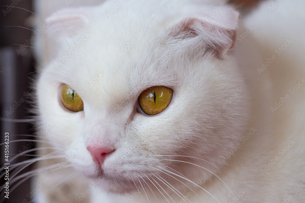 Portrait of a white fold Scottish purebred beautiful cat close-up. White cat with amber big eyes and pink nose looking away Portrait of a white fold Scottish purebred beautiful cat close-up. White cat with amber big eyes and pink nose looking away