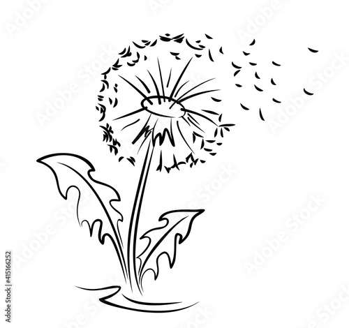 A flower of a field dandelion with flying seeds.