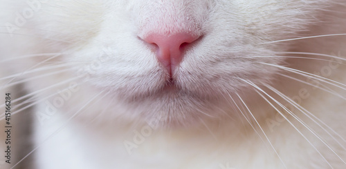 Принти на полотні Pink nose and whiskers of a white cat close up
