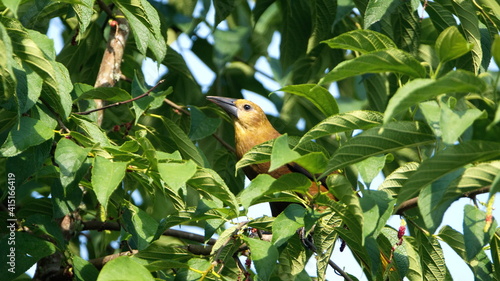 Russet-backed oropendola (Psarocolius angustifrons) in Sucumbios province near El Reventador Volcano, Ecuador photo