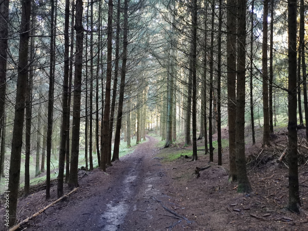 Waldweg Waldweg