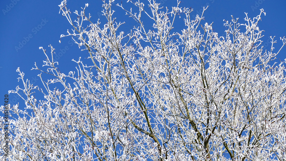 Bush coated with white frost