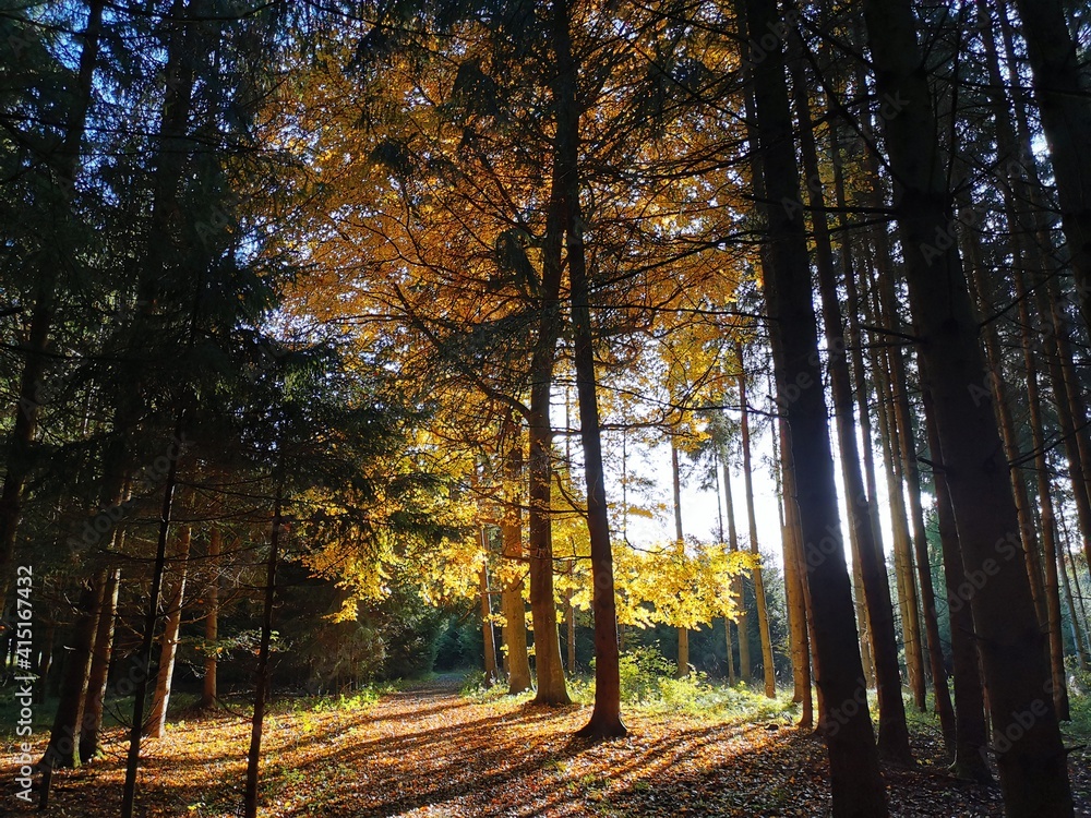 Goldener Baum im Wald