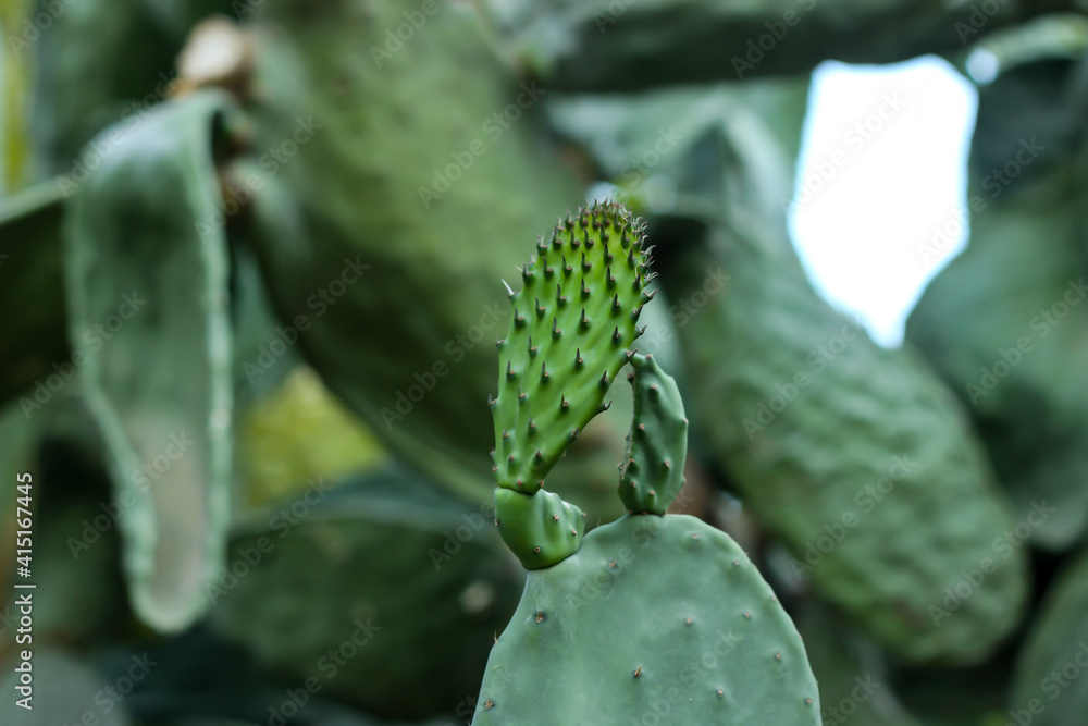 Close up view of growing special kind of cactus known as opuntia or prickly pear in Antalya, Turkey. Selective focus. Close up view of growing special kind of cactus known as opuntia or prickly pear in Antalya, Turkey. Selective focus.