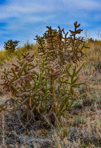 Desert succulents, cacti, prickly pear (Cylindropuntia and Opuntia sp.) and yucca on a hillside in Colorado, US