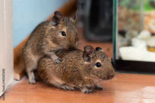 Mating of Common degu. Exotic animal for domestic life. The common degu is a small hystricomorpha rodent endemic from Chile. 
