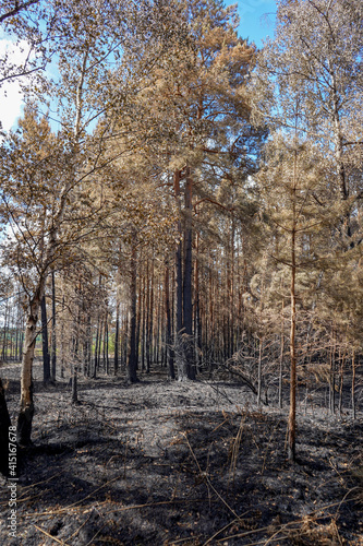 Obraz na płótnie Aftermath of a fire in woodland