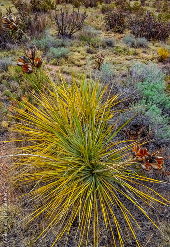 Desert succulents, cacti, prickly pear (Cylindropuntia and Opuntia sp.) and yucca on a hillside in Colorado, US
