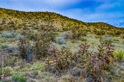 Desert succulents  cacti  prickly pear  Cylindropuntia and Opuntia sp.  and yucca on a hillside in Colorado  US